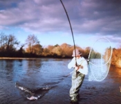 Fishing/Angling for wild Salmon on the River Laune,Killorglin, Kerry